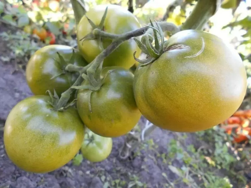 Томат Биг грин: уникальный зеленый гигант с фруктовым вкусом