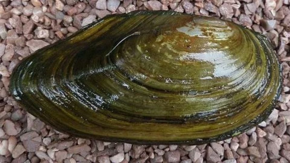 ��������� �����������: ��� ������ �������� ����� ���������� �������� �������������