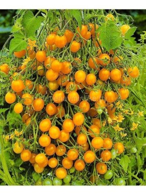 ������� ���������� � ������� ������ ������