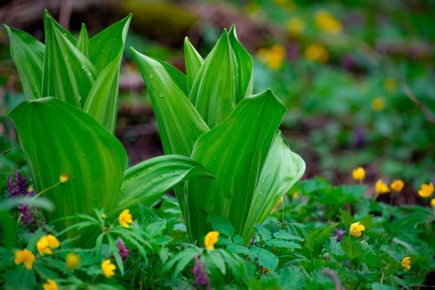 � ������������ ������ ��������� ������ �������� ����, ������� �� ������