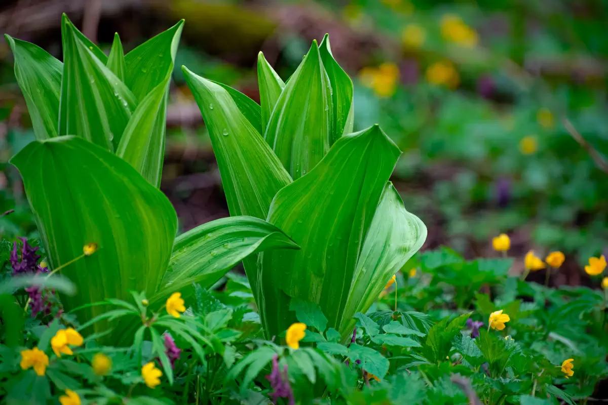 В окрестностях Минска обнаружен редкий весенний гриб, похожий на цветок