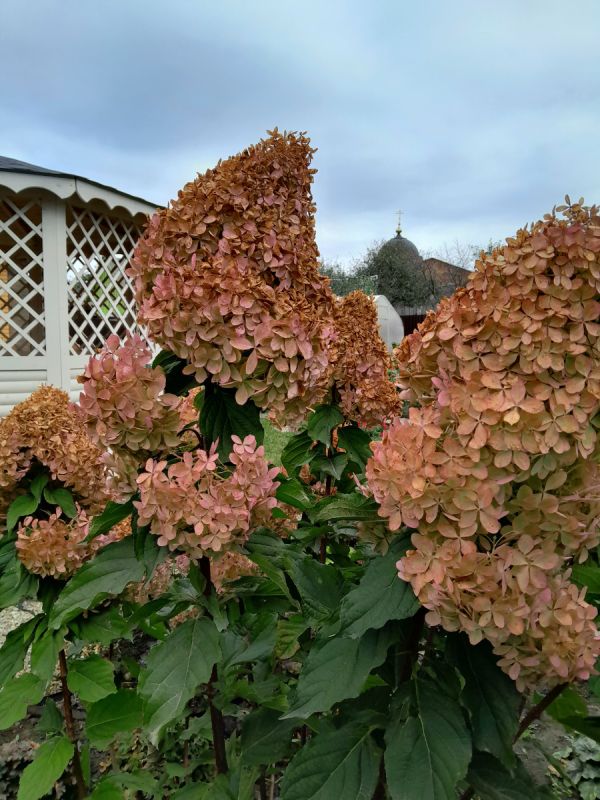 ������� ���� ���������