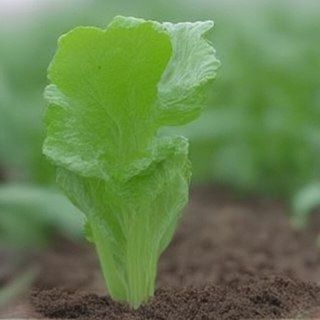 ������ ������� ������ �������: ��� ������� ����� ������ ������� ����