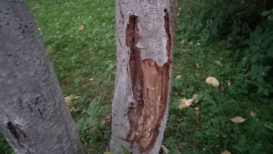 ��� ��������� ���������� ������ ����: ��� �������, ������� ������ ���� �������