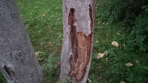 ��� ��������� ���������� ������ ����: ��� �������, ������� ������ ���� �������