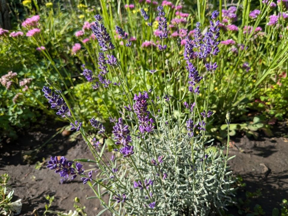 ����������� � ����������� ����