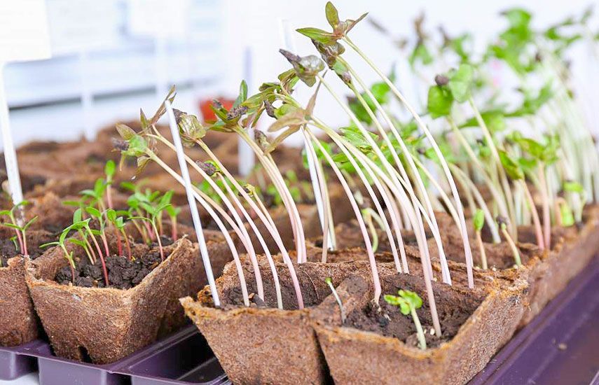 ��� ������������� ����������� �������: ����������� ������ ��� ���������