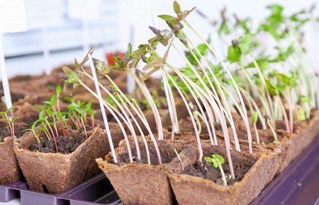 Как предотвратить вытягивание рассады: эффективные советы для садоводов