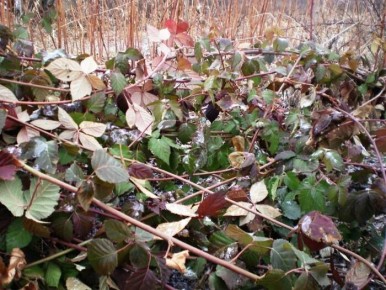 Когда и как правильно укрывать ежевику: важные советы для огородников