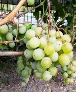 Кеша: ранний виноградный сорт для ценителей крупных ягод и гармоничного вкуса