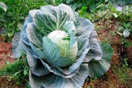 Капуста Орион: электорат урожайности и вкуса