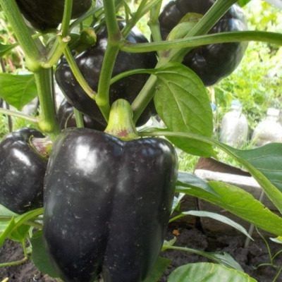 ��������� ���: �����, ������� ������� ��� ������