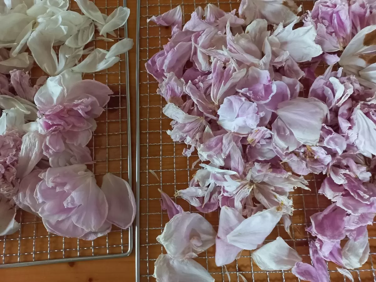 Почему вянущие пионы становятся новым трендом среди любителей чая