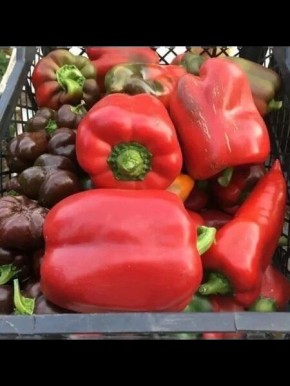 Перец Кубышка: идеальный выбор для раннего урожая и вкусных блюд