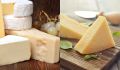 Как продлить свежесть сыра: полезные советы эксперта