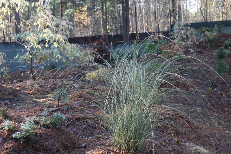 ��������� Morning Light: ������� ��� ������� � ��������� ��������