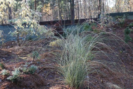 Мискантус Morning Light: загадка его красоты и капризный характер