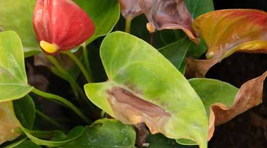 ������ �������� �������� �� ������� � ��������?