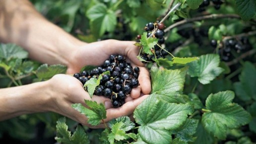 ������� �������� ��������� ���������: ��� ��������� ������ � ������� ����