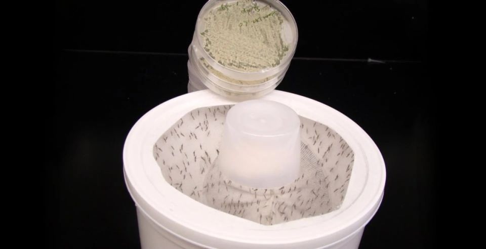 ����, ������� ������� ������� � ������ �������: ����� ������������� �������