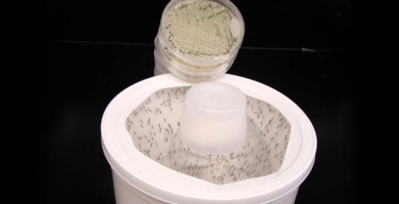 ����, ������� ������� ������� � ������ �������: ����� ������������� �������