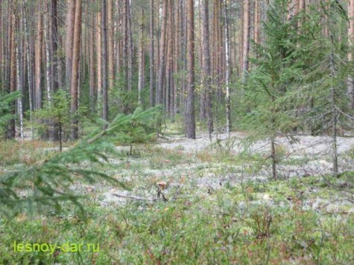 ������������ ��������� ��������� ����: ��� ������ ��� ������