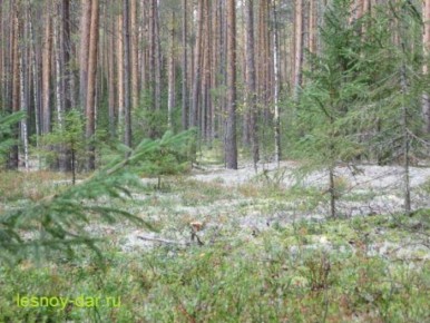 ������������ ��������� ��������� ����: ��� ������ ��� ������