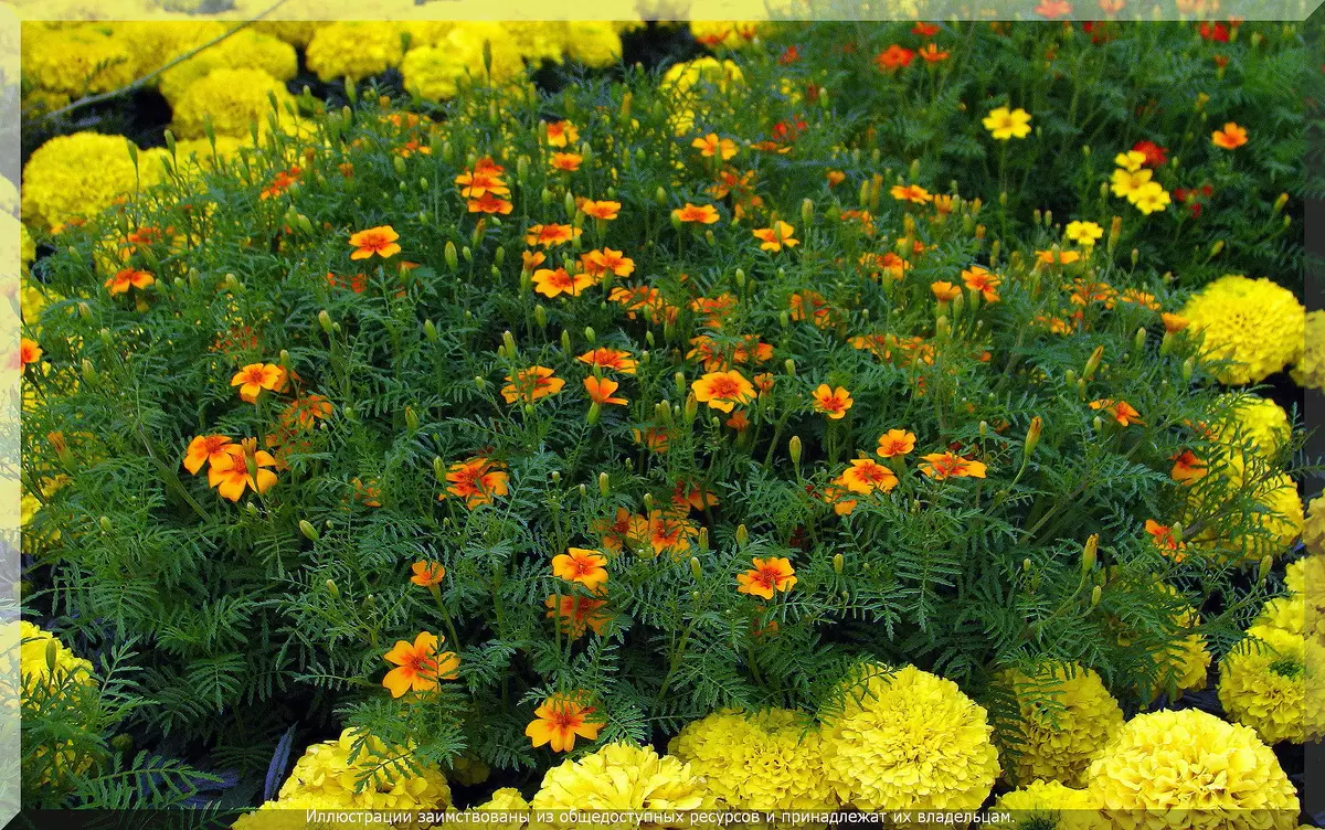 Бархатцы для вашего сада: секреты успешного цветения