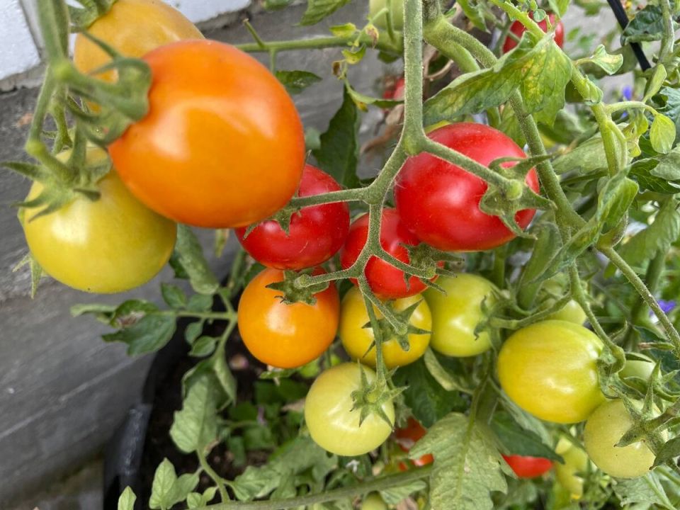 ��� ��������� �������� �������� ��� ����� � ����������� �� �����