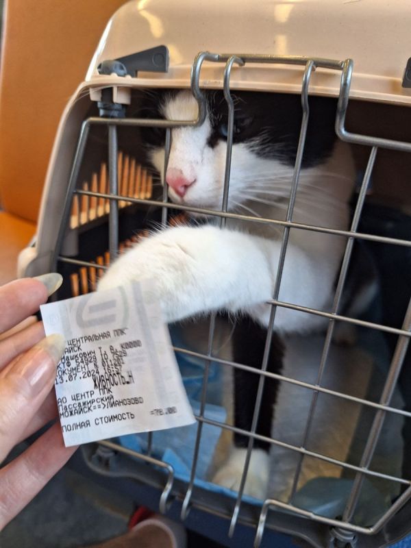 ������ �������� � �������: ��� ����������� ����� � �������