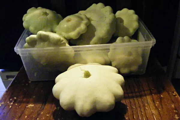 Загадочный патиссон Диск: как добиться максимального урожая?