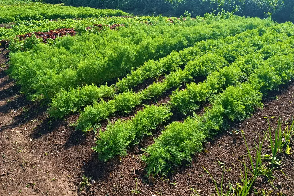 Как спасти морковный урожай: меры против морковной мухи в июне