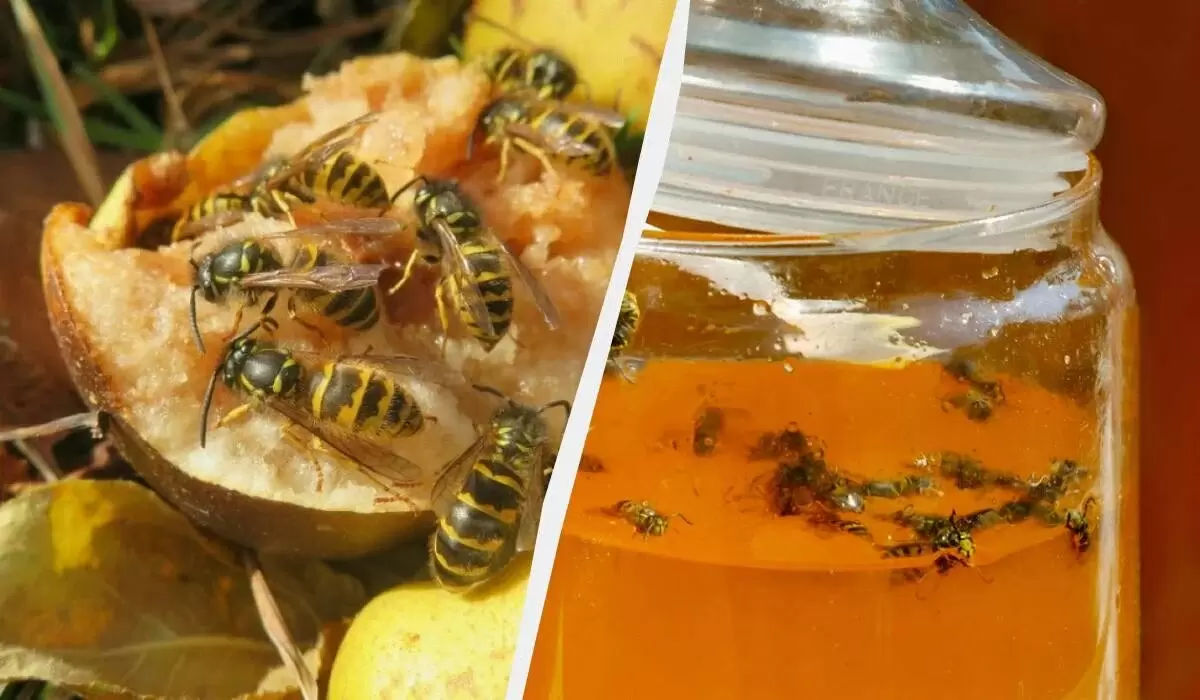 Не дайте пчелам шанса: секреты защиты от насекомых в вашем доме