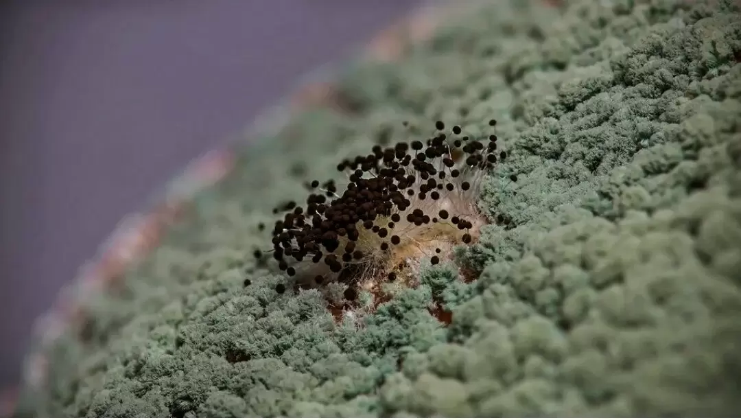 Триходерма: секрет успешного урожая огурцов в любое время года