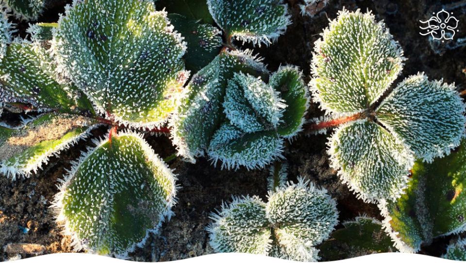 ��� ������� ����� ���������� ���������