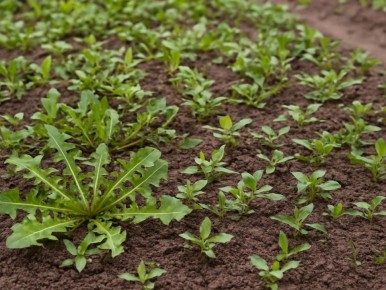 ��������: ������ ������ ����� � �������� �����