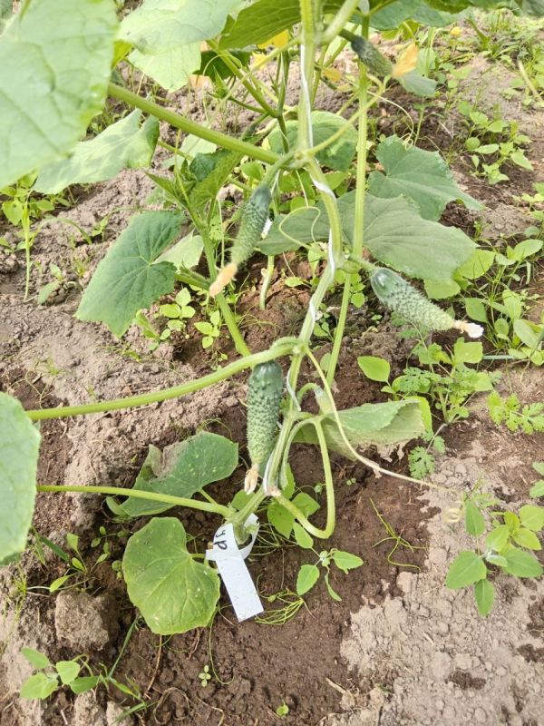 ������������ ������� � �������: ��������� ����������