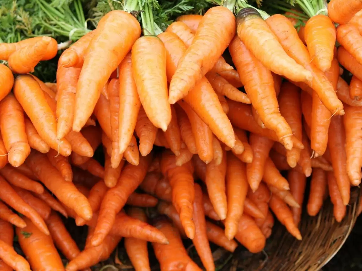 Как грязь поможет вам сохранить морковь свежей на долгое время