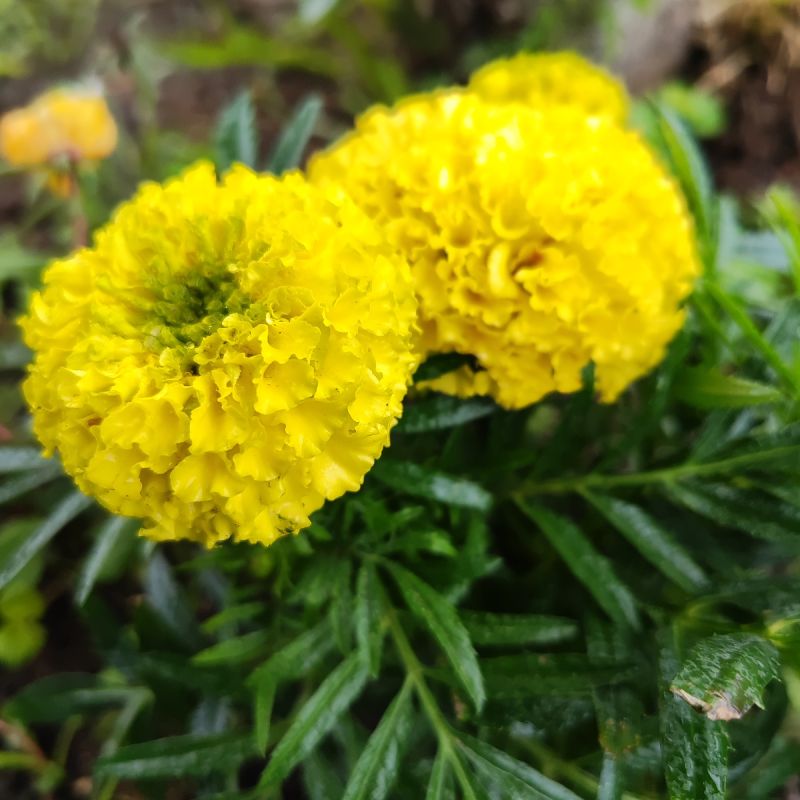 ������ �������� ������ ����� ����� ����������� ���������� �� ����