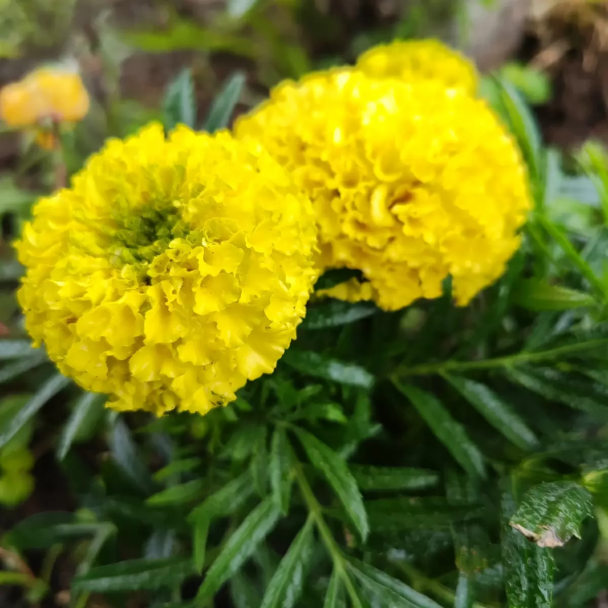 Почему бархатцы должны стать вашим незаменимым помощником на даче