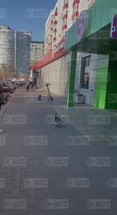 Новые обитатели Телецентра