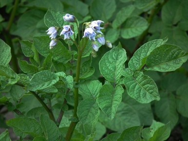 ����������� ���� ��������: ���� ����� �������� ��������