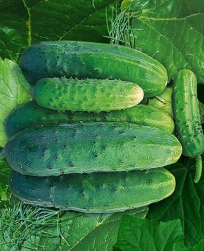 ������ ������: ��������� ����� ��� ������ �������