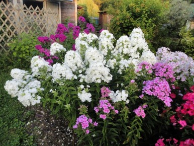 ����� ��������� �������: �� �������� �� ��������