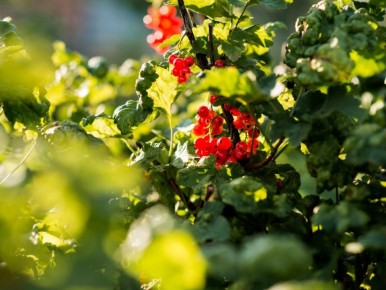 ��� ��������� ����� ������������ �� ������� � ���������� ������: ������� ����������� �����