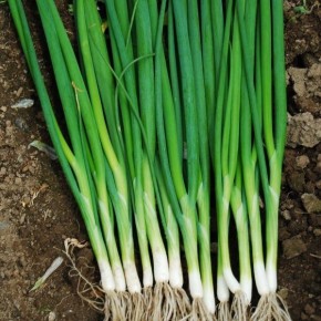 ��� ������: ��������� ����� ��� ������ � ������� ����������� �����������