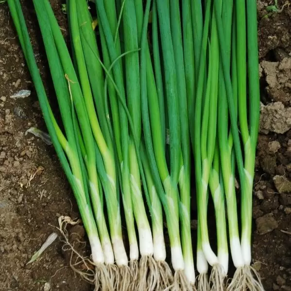 Лук Боярин: идеальный выбор для зелени с высоким потенциалом урожайности