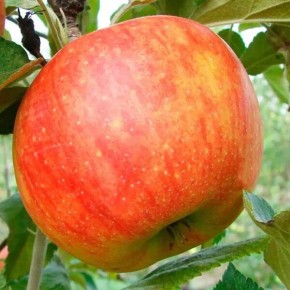 ������ ���������: ������ ���� � ������������ ��������� � ������������� � ��������