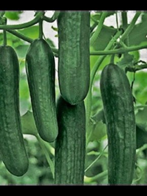 ��������: ������ ������������� ������ � ���������� ������