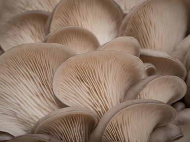 �����: �������� ����������� ���������, ���������� ����� �� �����